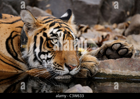 Wilde Tiger in einer Lache des Wassers in Ranthambore Tiger reservieren Stockfoto