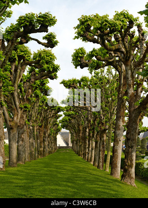 Die klassische formale Gärten von Villandry in der Loire Stockfoto