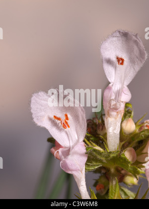 Lamium Album, weiße Taubnessel, vertikale Porträt von weißen Blüten mit schönen Out-of-Fokus-Hintergrund. Stockfoto