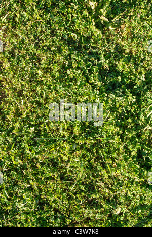 Grüner Rasen und Kleeblätter Textur-Hintergrund Stockfoto