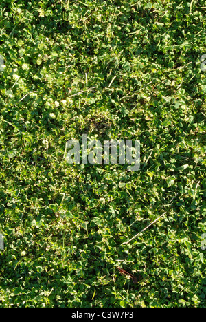 Kleeblätter und Green grass Textur Hintergrund Stockfoto