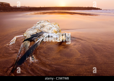 Toten Bulwer-Sturmvogel am Canteras Strand bei Sonnenuntergang. Fotografiert auf der Insel Gran Canaria in Spanien Stockfoto