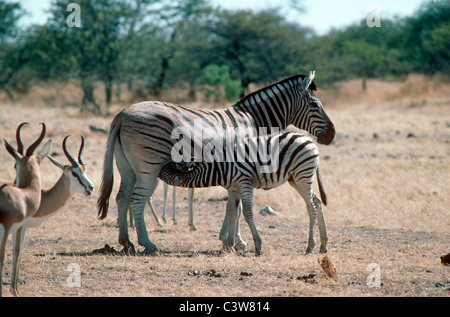 Chapman Zebra (Equus Burchelli Antiquorum (= Hippotigris Quagga Antiquorum) Fohlen von seiner Mutter, Etosha Pfanne, Namibia Spanferkel Stockfoto