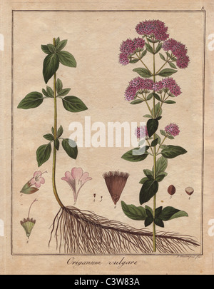 Oregano, Origanum Vulgare. Stockfoto