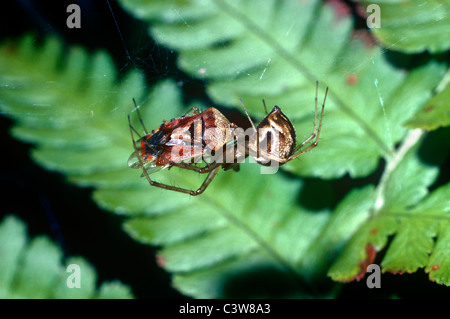 Eine Geld-Spinne / gemeinsame Hängematte Spinne (Linyphia Triangularis: Linyphiidae) Weibchen ernähren sich von einem Elternteil bug (Elasmucha Grisea) UK Stockfoto