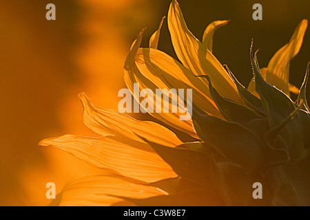 Nahaufnahme Bild Sonnenblume Blätter, aufgenommen am frühen Morgen, Fort Collins, Colorado, USA. Stockfoto