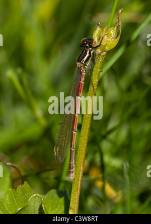 Weiblichen großen roten Damselfly Stockfoto