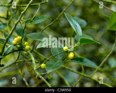 Ilex Aquifolium 'Bacciflava' Fructu Luteo bei Pres des Culands Stockfoto