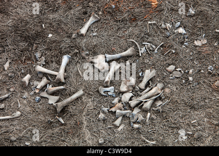 Ein Kaninchen getötet durch ein Moor Feuer über Halifax im Vereinigten Königreich nach dem trockensten Frühling aktenkundig. Stockfoto