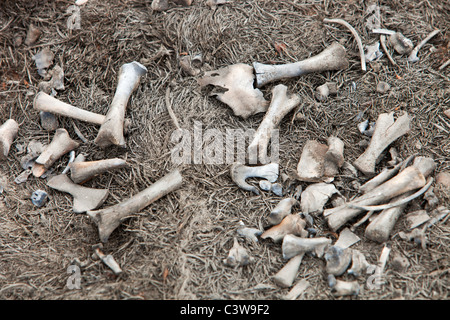 Ein Kaninchen getötet durch ein Moor Feuer über Halifax im Vereinigten Königreich nach dem trockensten Frühling aktenkundig. Stockfoto