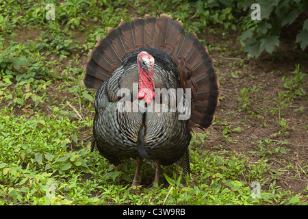 Männliche Türkei anzeigen Stockfoto