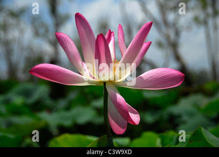 Lotusblume (Nelumbo Nucifera) blühen im Billabong in der Nähe von Daly River, Northern Territory, Australien Stockfoto