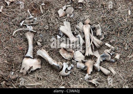 Ein Kaninchen getötet durch ein Moor Feuer über Halifax im Vereinigten Königreich nach dem trockensten Frühling aktenkundig. Stockfoto