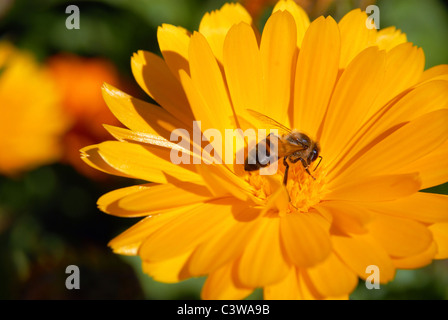 Gelbe Blume und bestäubenden Bienen. Makroaufnahme. Stockfoto