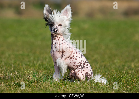 Der Chinesische Schopfhund (Canis Lupus Familiaris) sitzen im Garten Stockfoto