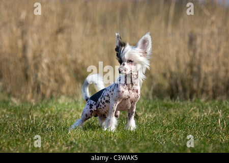 Chinesischer Schopfhund (Canis Lupus Familiaris) im Feld Stockfoto