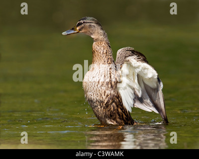 Weibliche Stockente erstreckt sich seine Flügel Stockfoto