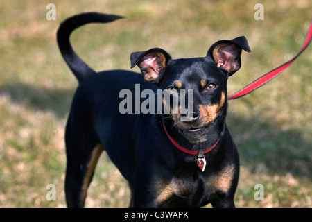 Manchester Terrier (Canis Lupus Familiaris) zu Fuß an der Leine Stockfoto