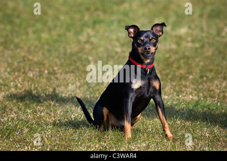 Manchester Terrier (Canis Lupus Familiaris) sitzen im Feld Stockfoto