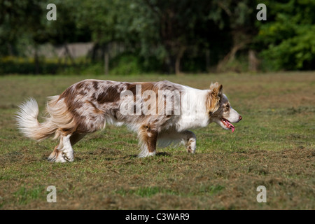 Red Merle Border Collie (Canis Lupus Familiaris) im Garten Stockfoto