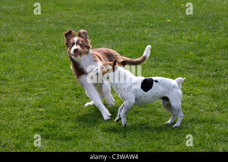 Glatte beschichtete Jack Russell Terrier und Border Collie Welpen (Canis Lupus Familiaris) spielen im Garten Stockfoto