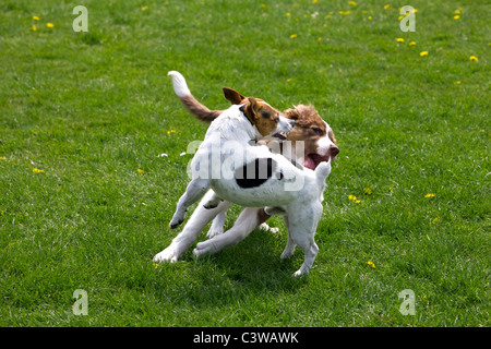 Glatte beschichtete Jack Russell Terrier und Border Collie Welpen (Canis Lupus Familiaris) spielen im Garten Stockfoto