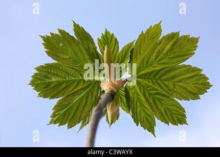 Bergahorn Maple Blattknospen öffnen (Acer Pseudoplatanus) Stockfoto