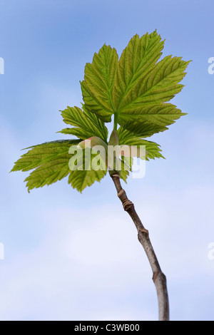 Bergahorn Maple Blattknospen öffnen (Acer Pseudoplatanus) Stockfoto