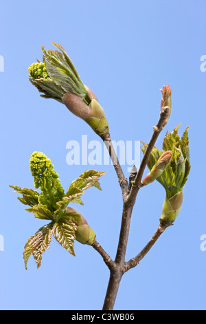 Bergahorn Maple Blattknospen öffnen (Acer Pseudoplatanus) Stockfoto