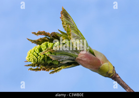 Bergahorn Maple Blattknospen öffnen (Acer Pseudoplatanus) Stockfoto