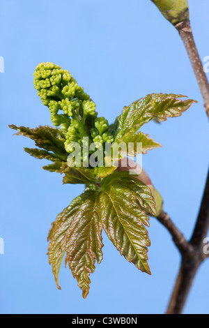 Bergahorn Maple Blattknospen öffnen (Acer Pseudoplatanus) Stockfoto