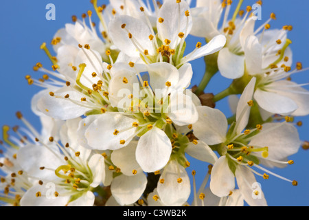 Blackthorn / Schlehe (Prunus Spinosa) blühen im Frühjahr, Belgien Stockfoto