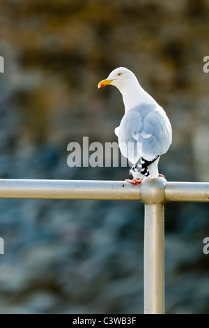 Silbermöwe gehockt Metallgeländer Stockfoto