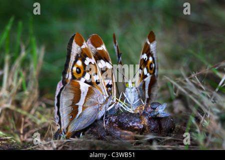 Lila Kaiser (Apatura Iris) Schmetterlinge ernähren sich fallenlassen, Belgien Stockfoto