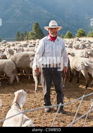 Ein Schaf Hirte steht mit seiner Herde von Schafen und Ziegen. Die Tiere fressen schädliches Unkraut auf Mt. Jumbo in Missoula, Montana. Stockfoto