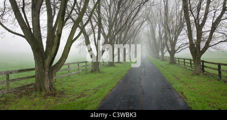 Einer von Bäumen gesäumten Feldweg an einem nebligen Frühjahr Morgen, südwestlichen Ohio, USA Stockfoto