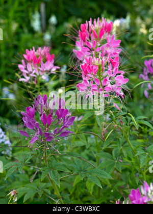 Nahaufnahme Bild von Cleome Spinosa in eine Blume-Grenze Stockfoto