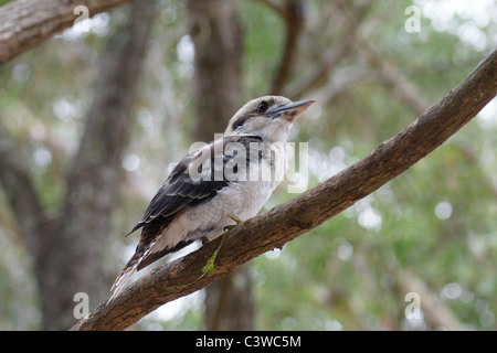 SONY DSC-Australien, New South Wales, Gosford. Young-Kookaburra auf einem Ast. Stockfoto