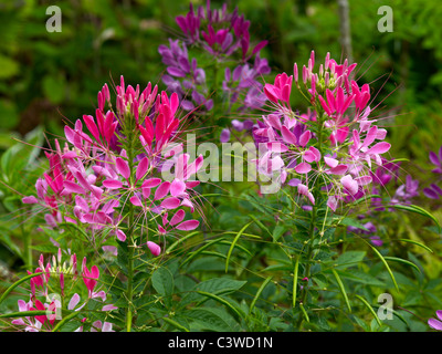 Nahaufnahme von Cleome Spinosa in Le Plessis Sasnieres Stockfoto