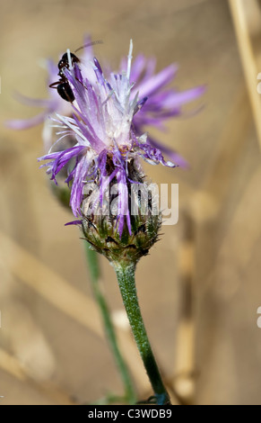 Die lila Blume eine gefleckte Flockenblume (Centaurea Maculosa). Diese schädliche Unkraut wurde am Mt. Jumbo in Missoula, Montana gefunden. Stockfoto