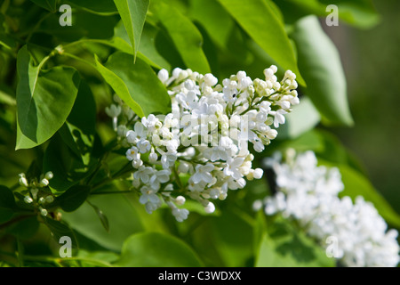 Flieder (Syringa Vulgaris) Stockfoto