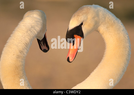 Höckerschwäne kleben an Abbotsbury Swannery, Dorset UK. Stockfoto