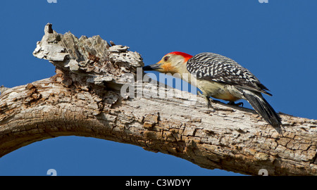 Red-Bellied Specht auf Ast, Venedig Rookery Florida, USA. Stockfoto