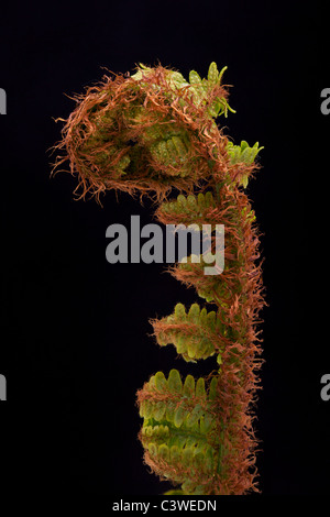 Keimhaft Farn Wedel (Dryopteris Filix-Mas). Konzentrieren Sie sich stapeln mit 24 Bildern. Stockfoto