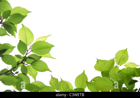 Grüne Blätter isolierten auf weißen Hintergrund Stockfoto