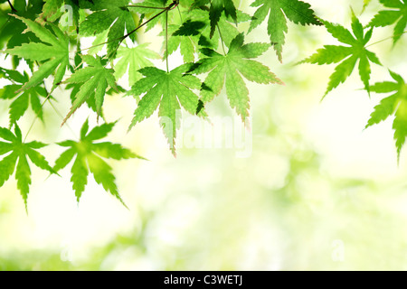 Grüne Ahornblatt im sonnigen Tag Stockfoto