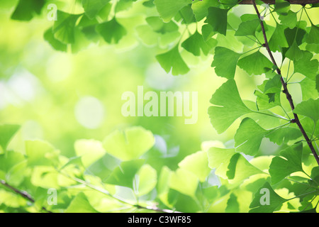 Ginkgo Biloba Zweig mit jungen Blättern Stockfoto