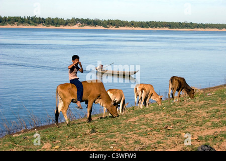 Asiatische Junge sitzt auf der Oberseite eine braune Kuh am Ufer des Mekong-Flusses in Kratie, Kambodscha. Stockfoto