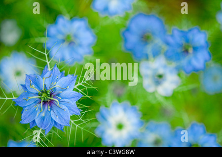 Nigella Damascena oder Liebe im Nebel - leuchtend blaue Blüten, mit Weichzeichner semi-abstrakten Hintergrund. Stockfoto