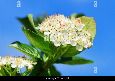 Apfelbeere Bluete - Chokeberries Blume 02 Stockfoto